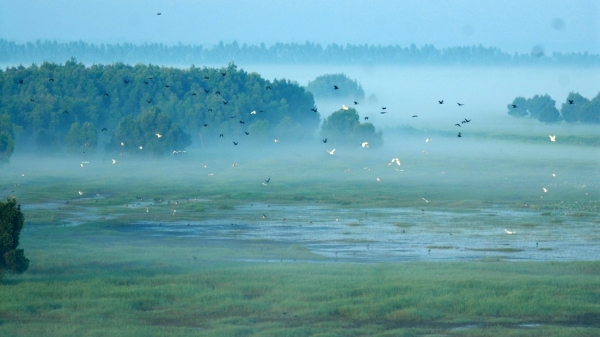 WWF hỗ trợ Vườn Quốc gia Tràm Chim cải thiện hệ sinh thái