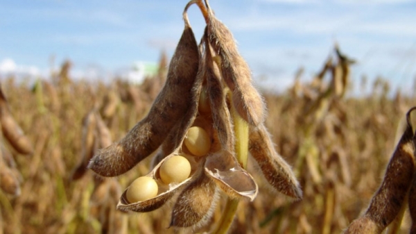 US soybean crush capacity on the rise