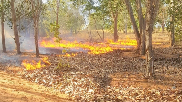 Bình Thuận báo động cháy rừng nguy hiểm