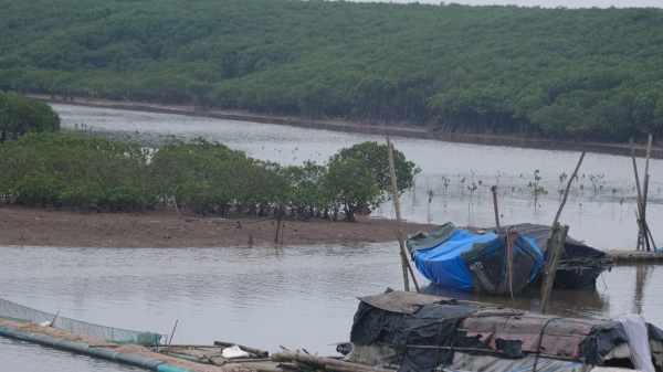 Cứu lấy gần 30ha rừng ngập mặn ở Nam Định: [Bài 1] Cây chết dần chết mòn vì thiếu nước