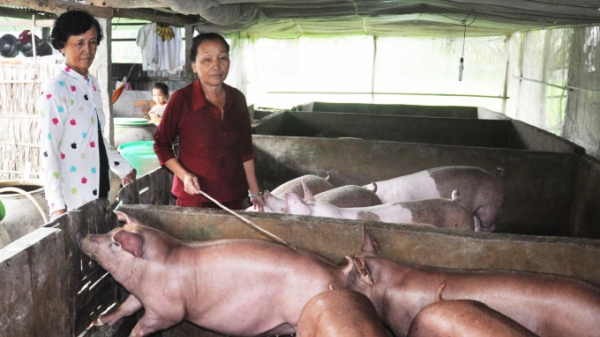 ĐBSCL: Khôi phục chăn nuôi đón thị trường cuối năm