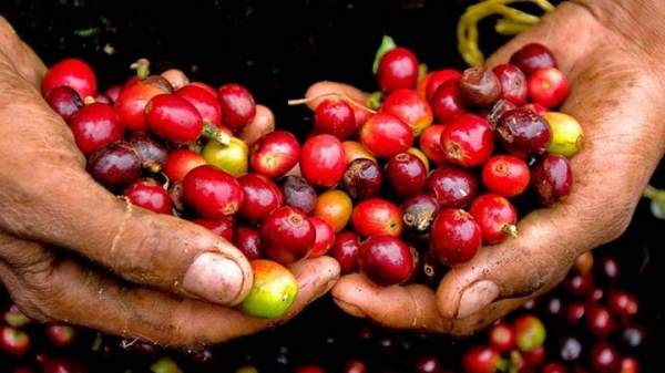 Giá cà phê hôm nay 22/12: Lo ngại cà phê trong nước giảm