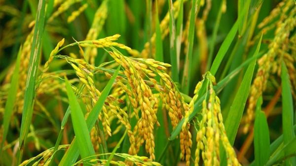 Giá lúa gạo hôm nay 25/3: Duy trì ở mức cao