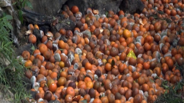 Vườn cam cuối vụ hơn 2.000 tấn ở Tuyên Quang rụng như sung