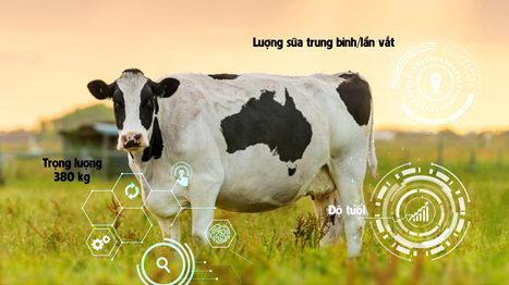 Cơ sở dữ liệu là nền tảng để điều hành xuyên suốt ngành chăn nuôi