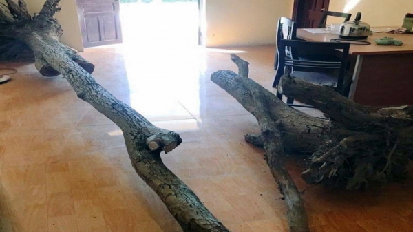 Khuất tất trong việc bán hai cây gỗ sưa tại Bảo tàng huyện Hoằng Hoá