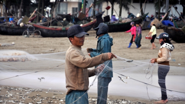 Được mùa cá trích, ngư dân xứ Thanh kiếm tiền triệu mỗi ngày