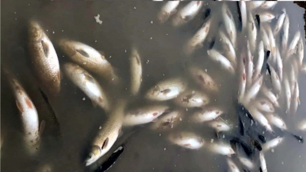 Thanh Hóa: Khoảng 10 tấn cá lồng chết bất thường