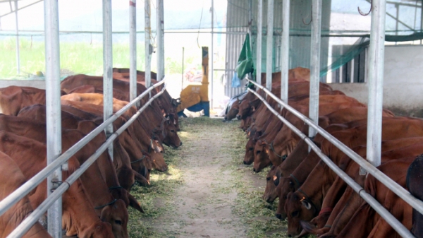 Trang trại bò sinh sản khép kín của giám đốc hợp tác xã ở Thanh Hóa