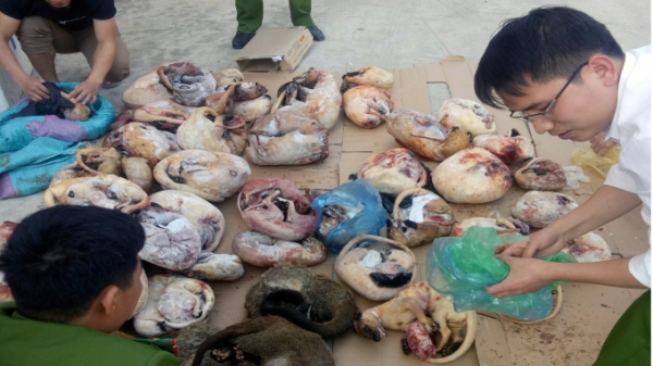 Công an huyện Mường Lát bắt giữ 64 cá thể nghi động vật rừng