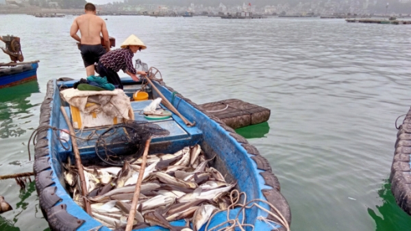 Cá chết bất thường tại khu vực vụng Ngọc thị xã Nghi Sơn