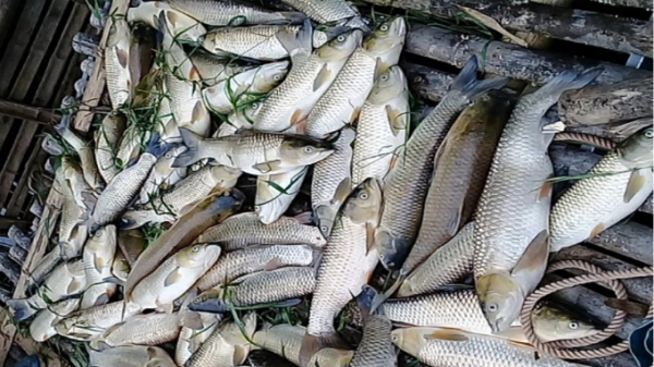 Thanh Hoá loay hoay trước hiện tượng cá chết trắng trên sông Mã