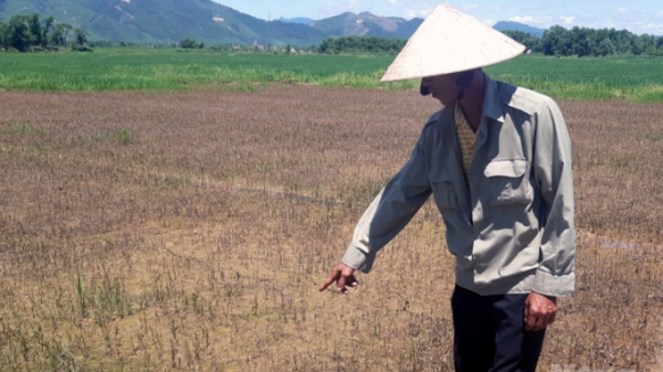 Công ty TNHH Tập đoàn An Nông đã hỗ trợ thoả đáng cho nông dân