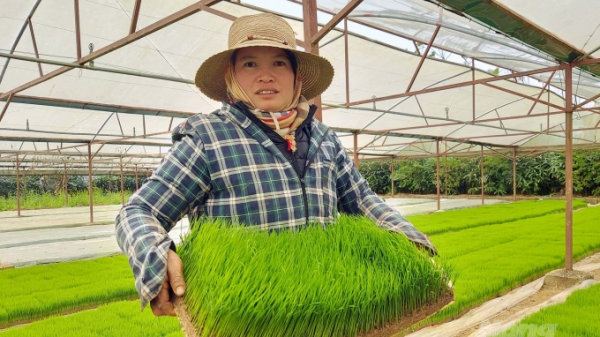 Thanh Hoá hiện thực hoá chiến lược phát triển nông nghiệp trong tình hình mới