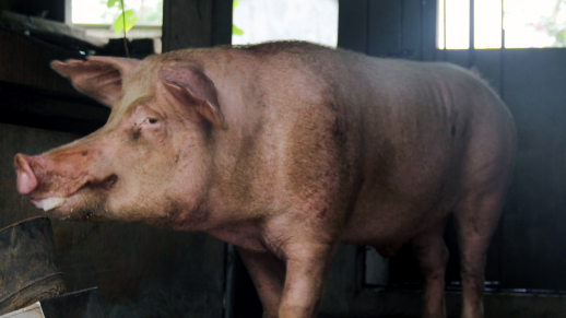 Số cơ sở chăn nuôi lợn đực giống và số lợn đực giống giảm