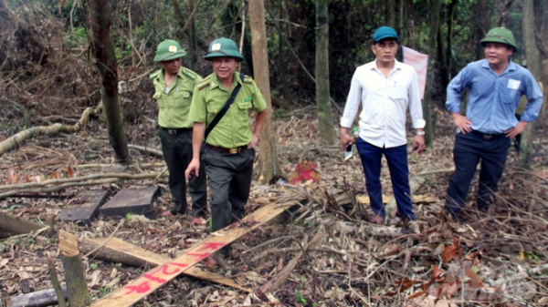 Khởi tố vụ phá rừng tự nhiên tại Quảng Trị