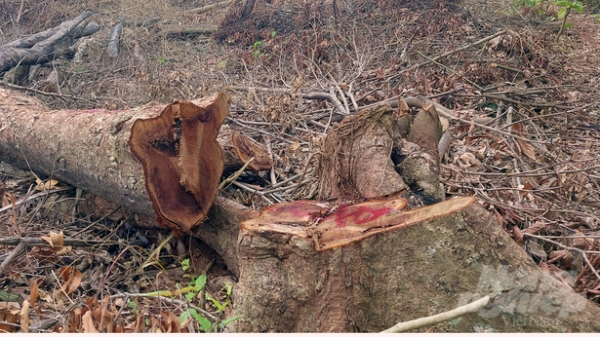Xử phạt 7 đối tượng phá rừng tự nhiên số tiền gần 800 triệu đồng