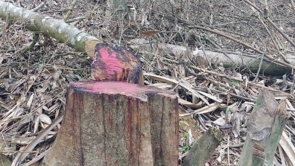 Kỷ luật nhiều cán bộ trong vụ phá rừng nghiêm trọng ở Đakrông
