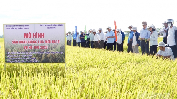 Giống lúa HG12 chiếm trọn niềm tin của nông dân Quảng Trị