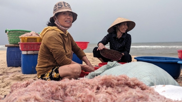 Ngư dân Quảng Trị trúng đậm ruốc biển
