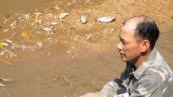 Trại lợn xả thải khiến cá chết hàng loạt, chính quyền xử lý chậm chạp