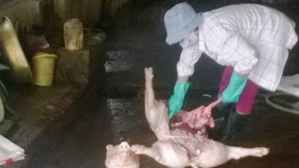 Vạch trần đường dây buôn lợn ốm chết ở Hưng Yên: Giáp mặt những ông trùm lợn chết