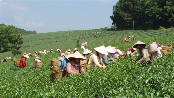 Đài Loan bịa đặt thông tin chè Việt Nam trồng trên đất nhiễm dioxin