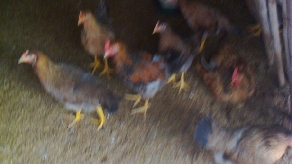 Độn chuồng nuôi gà hiệu quả