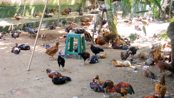 Thay đổi tập quán chăn nuôi gà ở An Giang