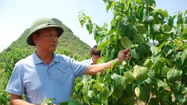 Giống cây mới ở Việt Nam: Nông dân đầu tiên trồng Sachi