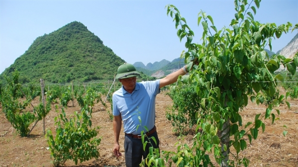 Giống cây mới ở Việt Nam: Thị trường thế giới và cơ hội của chúng ta