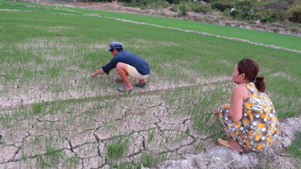 Dân thiếu nước, lúa khô hạn
