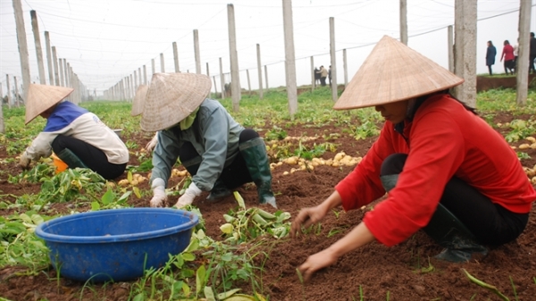 Dồn điền đổi thửa ở Hà Nội: Tậu trâu thì được, mua thừng thì không