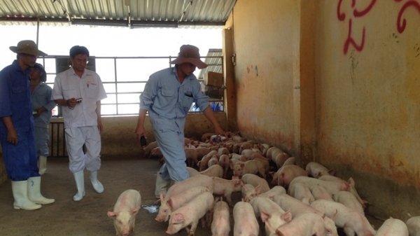 Chất lượng đàn giống lợn ở vùng đồng bằng sông hồng đang ngày càng đi xuống
