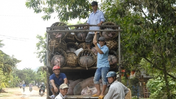 Cuộc tháo chạy của những xe tải chở lợn ở biên giới chờ bán sang Trung Quốc