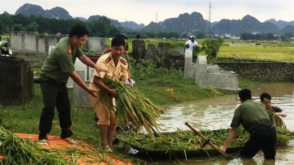 Cảnh sát giao thông Ninh Bình xuống đồng gặt lúa giúp dân chạy lũ lụt