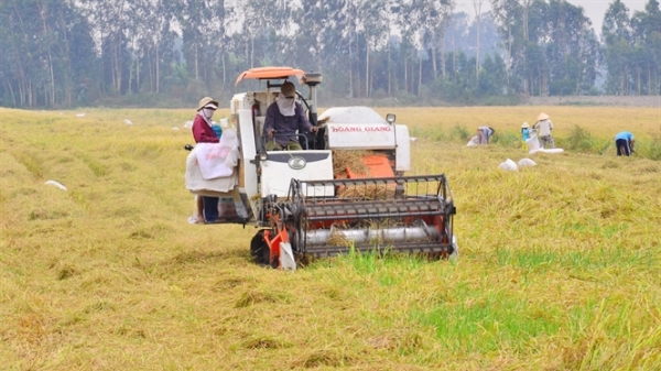 ĐBSCL: Mưa, dông 'san phẳng' nhiều ruộng lúa