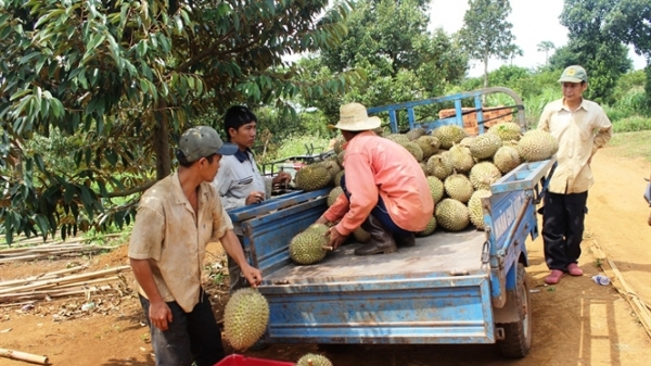 Trồng sầu riêng thu tiền tỷ, cơn sốt lan nhanh ở Đắk Nông