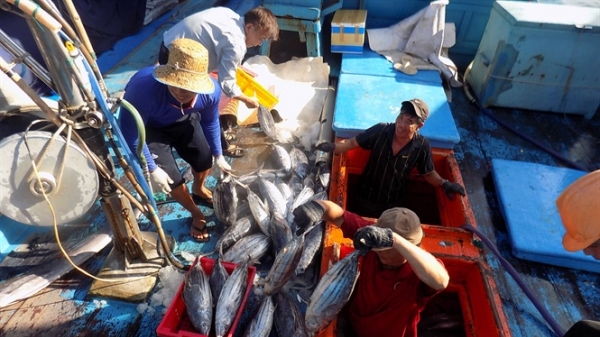 Chuyến biển đầu tiên trong chuỗi khai thác, tiêu thụ cá ngừ sọc dưa thắng lợi