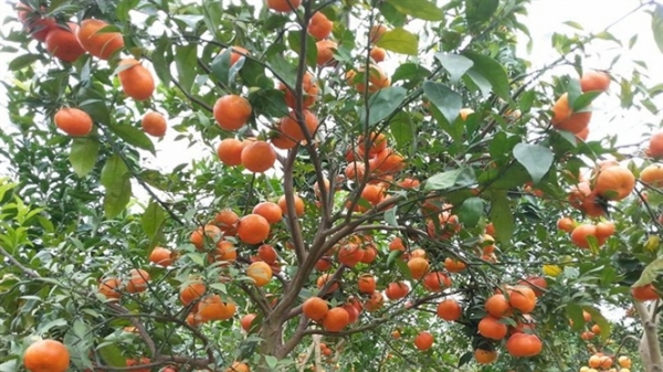 'Vựa' cây ăn quả có múi mới nổi xã Đồng Thanh thu 100 tỷ đồng/năm
