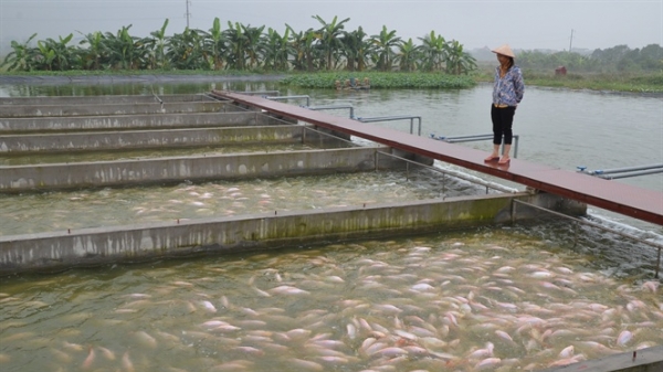 Nể phục chàng boxing chế ra sông nhân tạo nuôi cá số 1 Việt Nam