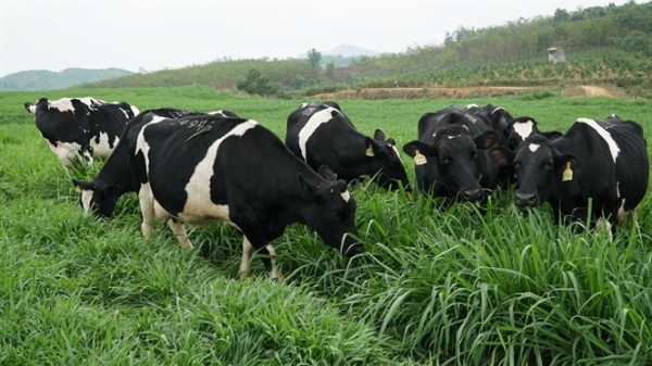 Nhìn từ dự án chăn nuôi bò và chế biến sữa