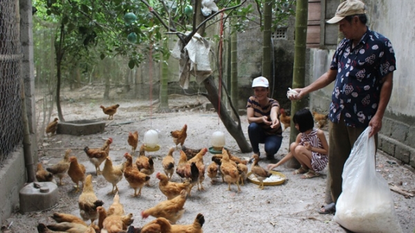 200 hộ dân tham gia chăn nuôi gà sạch ở Triệu Phong đều có lãi