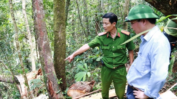 Khởi tố 20 bị can trong vụ phá rừng Pơ mu ở Quảng Nam