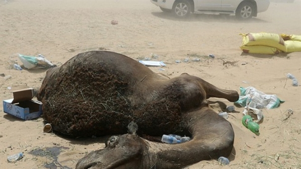 Căng thẳng ngoại giao khiến lạc đà Qatar chết như ngả rạ ở sa mạc