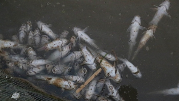 Cá chết trắng khi hồ Hòa Bình xả lũ, 100 hộ thiệt hại nhiều tỷ đồng
