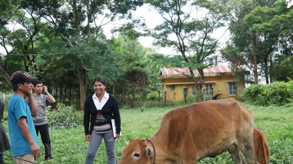 Tặng bò giống giúp nông dân thoát nghèo bền vững
