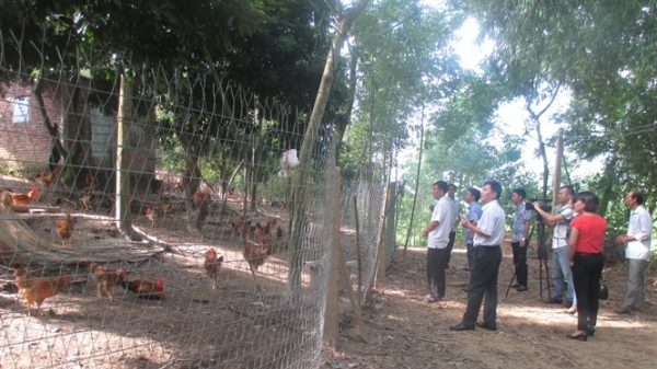 Hiệu quả mô hình nuôi gà thả vườn an toàn sinh học