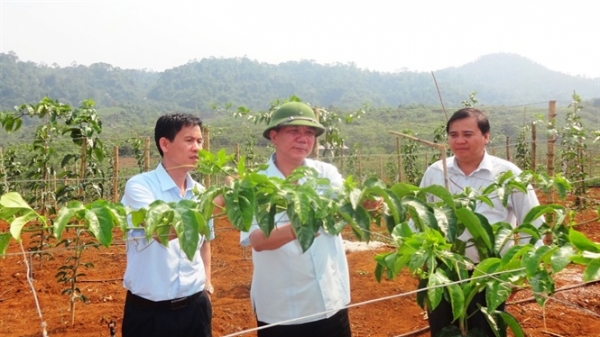 Lào Cai: Phấn đấu trồng trên 8.000ha cây vụ đông