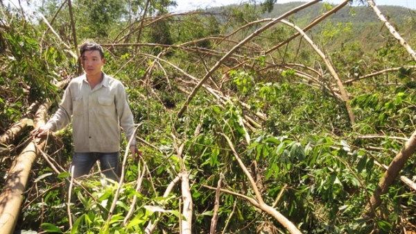 Tan hoang rừng trồng Quảng Bình sau bão